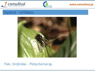 Diptera - sirfídeos
Fam. Sirphidae - Platycheirus sp.
 