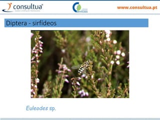 Euleodes sp.
Diptera - sirfídeos
 