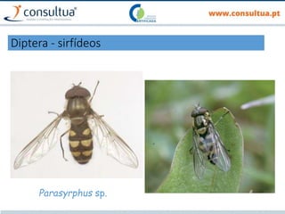 Diptera - sirfídeos
Parasyrphus sp.
 