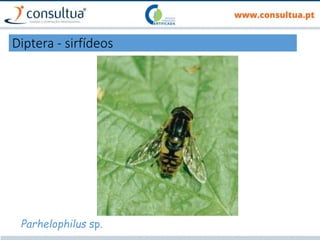 Diptera - sirfídeos
Parhelophilus sp.
 