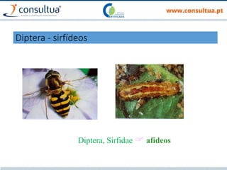 Diptera, Sirfidae  afídeos
Diptera - sirfídeos
 