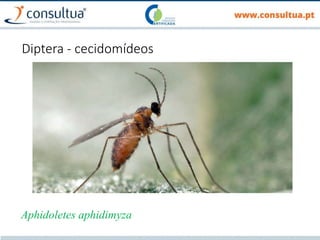 Aphidoletes aphidimyza
Diptera - cecidomídeos
 