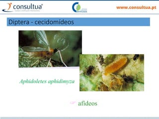 Aphidoletes aphidimyza
 afídeos
Diptera - cecidomídeos
 