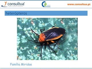 heterópteros
Família Miridae
 
