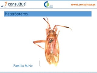 heterópteros
Família Miridae
 
