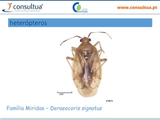 heterópteros
Família Miridae – Deraeocoris signatus
 