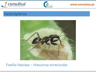 heterópteros
Família Nabidae – Himacerus mirmicoides
 