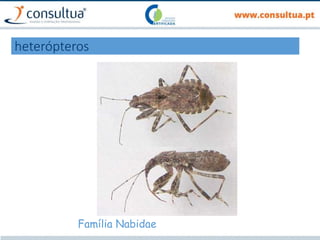heterópteros
Família Nabidae
 