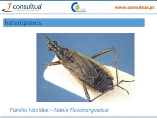 heterópteros
Família Nabidae – Nabis flavomarginatus
 