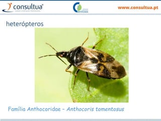 heterópteros
Família Anthocoridae – Anthocoris tomentosus
 