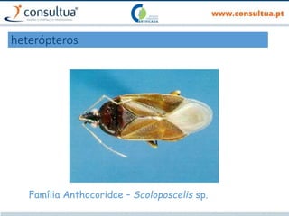 heterópteros
Família Anthocoridae – Scoloposcelis sp.
 