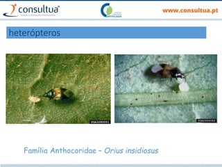 heterópteros
Família Anthocoridae – Orius insidiosus
 