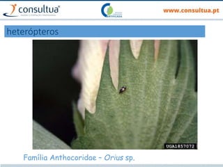 heterópteros
Família Anthocoridae – Orius sp.
 