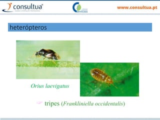 Orius laevigatus
 tripes (Frankliniella occidentalis)
heterópteros
 