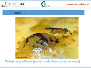 himenópteros
Metaphycus alberti (parasitando Coccus hesperidium)
 