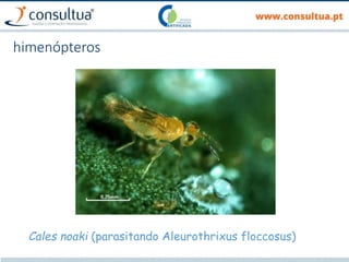 himenópteros
Cales noaki (parasitando Aleurothrixus floccosus)
 