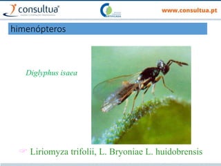 Diglyphus isaea
 Liriomyza trifolii, L. Bryoniae L. huidobrensis
himenópteros
 