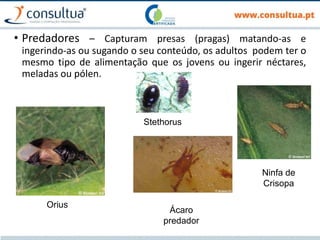 • Predadores – Capturam presas (pragas) matando-as e
ingerindo-as ou sugando o seu conteúdo, os adultos podem ter o
mesmo tipo de alimentação que os jovens ou ingerir néctares,
meladas ou pólen.
Orius
Ácaro
predador
Ninfa de
Crisopa
Stethorus
 