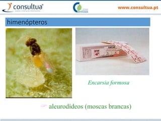 Encarsia formosa
 aleurodídeos (moscas brancas)
himenópteros
 