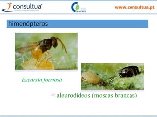 Encarsia formosa
aleurodídeos (moscas brancas)
himenópteros
 