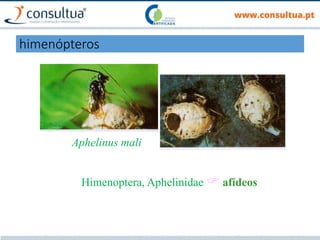 Aphelinus mali
Himenoptera, Aphelinidae  afídeos
himenópteros
 