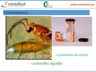 Leptomastix dactylopii
 cochonilha algodão
himenópteros
 