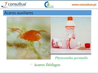 Phytoseiulus persimilis
 ácaros fitófagos
Ácaros auxiliares
 