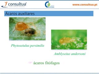 Phytoseiulus persimilis
Amblyseius andersoni
 ácaros fitófagos
Ácaros auxiliares
 
