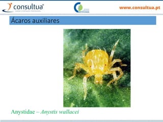 Anystidae – Anystis wallacei
Ácaros auxiliares
 