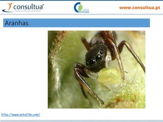 Aranhas
http://www.entofilm.com/
 