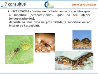 • Parasitóides - Vivem em contacto com o hospedeiro, quer
à superfície (ectoparasitóides), quer no seu interior
(endoparasitóides). A disseminação é feita pela fêmea que
deposita os seus ovos na proximidade, à superfície ou no
interior do hospedeiro.
 