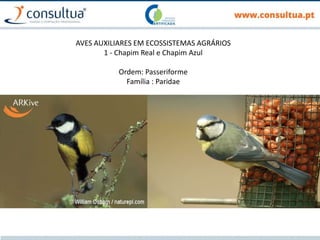 AVES AUXILIARES EM ECOSSISTEMAS AGRÁRIOS
1 - Chapim Real e Chapim Azul
Ordem: Passeriforme
Família : Paridae
 