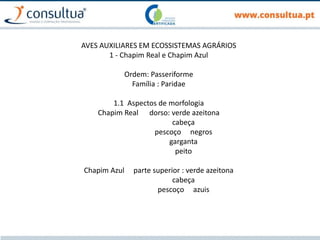 AVES AUXILIARES EM ECOSSISTEMAS AGRÁRIOS
1 - Chapim Real e Chapim Azul
Ordem: Passeriforme
Família : Paridae
1.1 Aspectos de morfologia
Chapim Real dorso: verde azeitona
cabeça
pescoço negros
garganta
peito
Chapim Azul parte superior : verde azeitona
cabeça
pescoço azuis
 