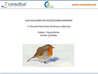 AVES AUXILIARES EM ECOSSISTEMAS AGRÁRIOS
2- Pisco de Peito Ruivo (Erithacus rubecula)
Ordem: Passeriforme
Família :Turdidae
 