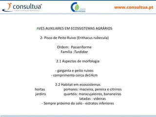 AVES AUXILIARES EM ECOSSISTEMAS AGRÁRIOS
2- Pisco de Peito Ruivo (Erithacus rubecula)
Ordem: Passeriforme
Família :Turdidae
2.1 Aspectos de morfologia
- garganta e peito ruivos
- comprimento cerca de14cm
2.2 Habitat em ecossistemas
hortas pomares: macieira, pereira e citrinos
jardins quartéis: maracujaleiros, bananeiras
latadas : videiras
- Sempre próximo do solo - estratos inferiores
 