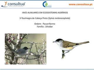 AVES AUXILIARES EM ECOSSISTEMAS AGRÁRIOS
3-Toutinegra de Cabeça Preta (Sylvia melanocephala)
Ordem: Passeriforme
Família : Silvidae
 