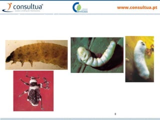 8
• Entomopatogénicos
• Bactérias, vírus fungos ou nemátodos que provocam
“doenças” nas pragas.
 