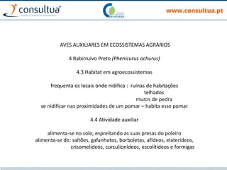 AVES AUXILIARES EM ECOSSISTEMAS AGRÁRIOS
4 Rabirruivo Preto (Phenicurus ochurus)
4.3 Habitat em agroecossistemas
frequenta os locais onde nidifica : ruínas de habitações
telhados
muros de pedra
se nidificar nas proximidades de um pomar – habita esse pomar
4.4 Atividade auxiliar
alimenta-se no solo, espreitando as suas presas do poleiro
alimenta-se de: saltões, gafanhotos, borboletas, afídeos, elaterídeos,
crisomelídeos, curculionídeos, escolítideos e formigas
 