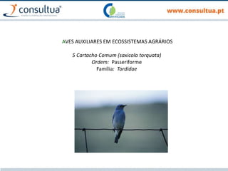 AVES AUXILIARES EM ECOSSISTEMAS AGRÁRIOS
5 Cartacho Comum (saxicola torquata)
Ordem: Passeriforme
Família: Tordidae
 