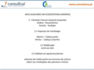 AVES AUXILIARES EM ECOSSISTEMAS AGRÁRIOS
5. Cartacho Comum (saxicola torquata)
Ordem: Passeriforme
Família: Tordidae
5.1 Aspectos de morfologia
Macho – Cabeça preta
Fêmea - Cabeça castanha
5.2 Nidificação
Junto ao solo
5.3 Habitat em agroecossistemas
arbustos de médio porte nos terrenos de cultura
sebes nas imediações dos pomares e hortas
 