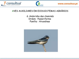 AVES AUXILIARES EM ECOSSISTEMAS AGRÁRIOS
6. Andorinha das chaminés
Ordem: Passeriforme
Família: Hirundinae
 