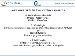 AVES AUXILIARES EM ECOSSISTEMAS AGRÁRIOS
6. Andorinha das chaminés
Ordem: Passeriforme
Família: Hirundinae
6.1 Morfologia
distingue-se das quatro espécies de andorinhas presentes em Portugal
por:
cauda bifurcada
fronte e garganta vermelhas
6.2 Nidificação
edifícios: celeiros, estábulos e lojas
outras estruturas: vigas, nichos e postes de lâmpadas
 
