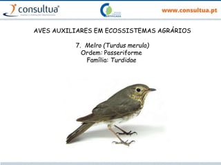 AVES AUXILIARES EM ECOSSISTEMAS AGRÁRIOS
7. Melro (Turdus merula)
Ordem: Passeriforme
Família: Turdidae
 