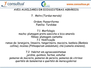 AVES AUXILIARES EM ECOSSISTEMAS AGRÁRIOS
7. Melro (Turdus merula)
Ordem: Passeriforme
Família: Turdidae
7.1 Morfologia
macho: plumagem preto azeviche e bico amarelo
fêmea: plumagem castanha
7.1 Nidificação
ramos de: laranjeira, limoeiro, tangerineira, macieira, banksia (Banksia
collina), incenso (Pithosporum undulatum), chá (camelia sinensis),
7.2 Habitat em agroecossistemas
jardins, quintais, hortas, estufas
pomares de macieira, pomares de pereira, pomares de citrinos
quartéis de bananeiras e quartéis de maracujaleiros
 