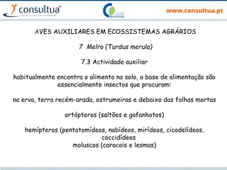 AVES AUXILIARES EM ECOSSISTEMAS AGRÁRIOS
7 Melro (Turdus merula)
7.3 Actividade auxiliar
habitualmente encontra o alimento no solo, a base de alimentação são
essencialmente insectos que procuram:
na erva, terra recém-arada, estrumeiras e debaixo das folhas mortas
ortópteros (saltões e gafanhotos)
hemípteros (pentatomídeos, nabídeos, mirídeos, cicadelídeos,
coccidídeos
moluscos (caracois e lesmas)
 