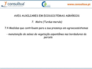 AVES AUXILIARES EM ECOSSISTEMAS AGRÁRIOS
7. Melro (Turdus merula)
7.4 Medidas que contribuem para a sua presença em agroecossistemas
- manutenção de sebes de vegetação espontânea nas bordaduras da
parcela
 