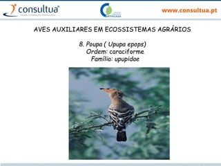 AVES AUXILIARES EM ECOSSISTEMAS AGRÁRIOS
8. Poupa ( Upupa epops)
Ordem: caraciforme
Família: upupidae
 