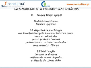 AVES AUXILIARES EM ECOSSISTEMAS AGRÁRIOS
8. Poupa ( Upupa epops)
Ordem: caraciforme
Família: upupidae
8.1 Aspectos de morfologia
ave inconfundível pela sua característica poupa
asas: arredondadas
penas: pretas e brancas
peito e dorso: castanho arruivados
comprimento: 28 cms
8.2 Nidificação
buracos de árvores
orifícios de muros de pedra
utilização de caixas ninho
 