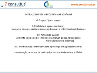 AVES AUXILIARES EM ECOSSISTEMAS AGRÁRIOS
8. Poupa ( Upupa epops)
8.3 Habitat em agroecossistemas
- pomares, pousios, pastos próximos de bosques e entremeadas de bosques
8.4 Actividade auxiliar
- alimenta-se no solo de: insectos (fase larvar, pupas, ralos e grilos)
moluscos (caracois e lesmas)
8.5 Medidas que contribuem para a presença em agroecossistemas
- manutenção de muros de pedra solta, instalação de ninhos artificiais
 