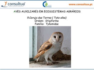 AVES AUXILIARES EM ECOSSISTEMAS AGRÁRIOS
9.Coruja das Torres ( Tyto alba)
Ordem: Stigiforme
Família: Tytomidae
 